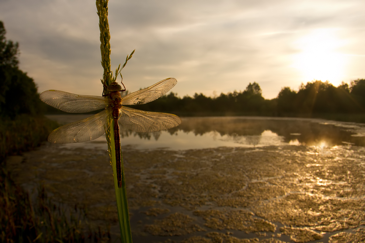 Brown Hawker wideangle 1